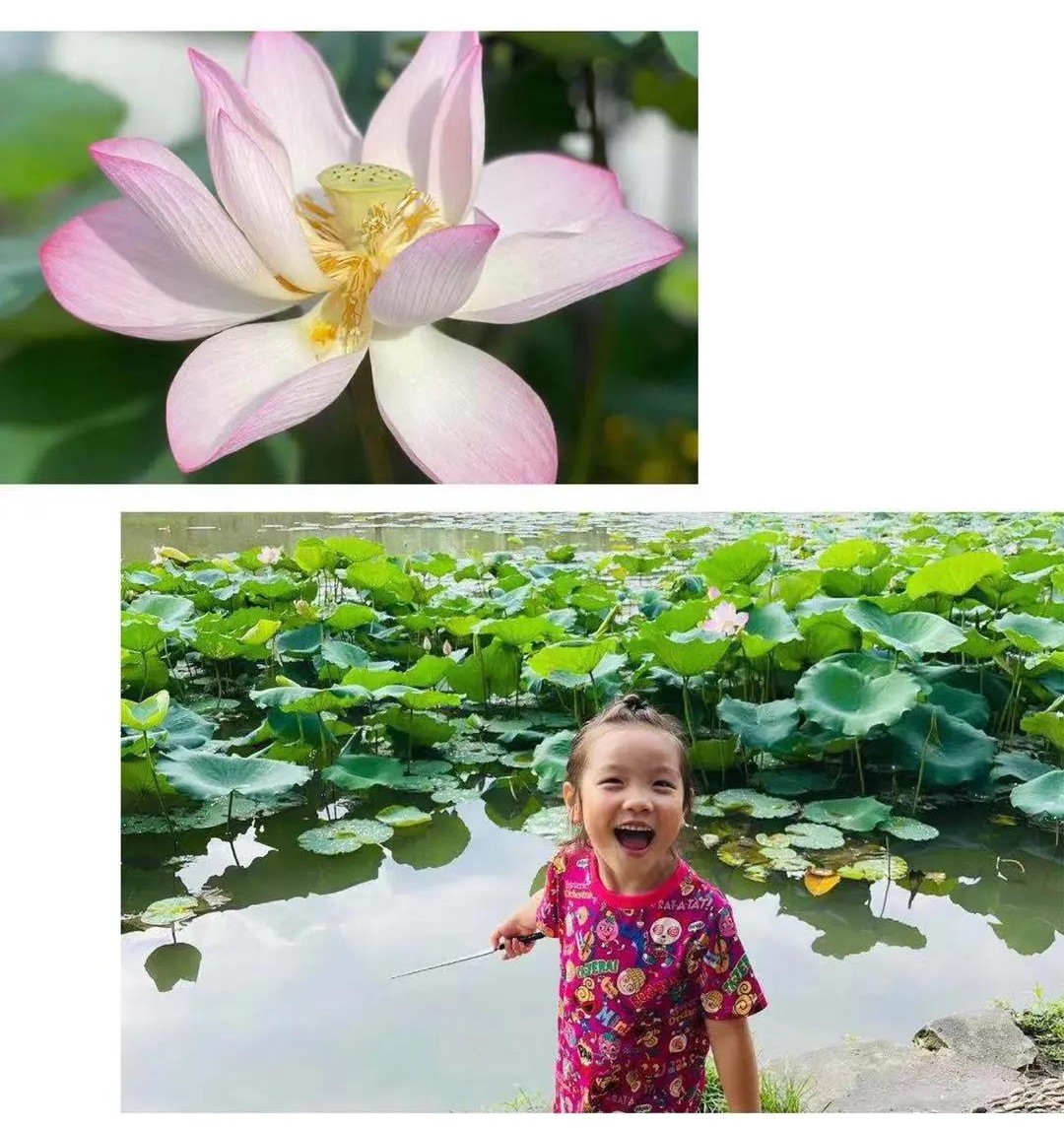 小暑节气/盛夏伊始  小暑入伏