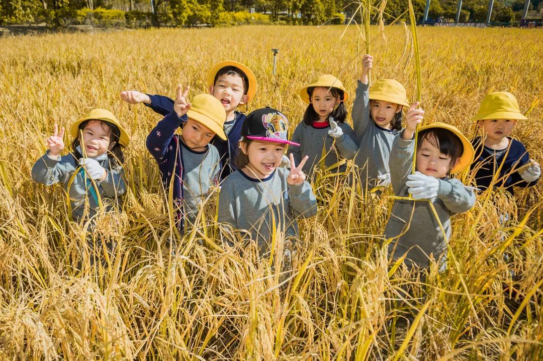 秋收物语，稻梦之行——罗湖区教科院附属幼儿园亲子农场秋游活动